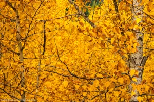 Birch leaves in Autumn. Kootenai National Forest, Montana.
