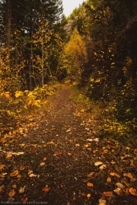 Autumn foliage along the Old Highway 2 Trail, Kootenai National Forest.