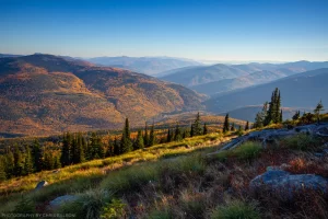 Larch trees in autumn along the side of Clark Mountain in the Yaak Valley. Kootenai National Forest, Montana.