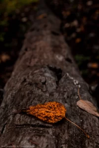 A lone leaf on a log in the Kootenai National Forest, Montana.