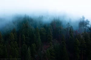 Near Alvord Lake. Kootenai National Forest, Montana.