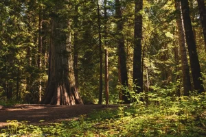 An old growth cedar tree in the Ross Creek Cedars Scenic Area, Kootenai National Forest, Montana.