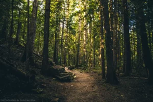 The trail through Ross Creek Cedars in the Kootenai National Forest, Montana.
