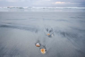 Shells on Daytona Beach, Florida.