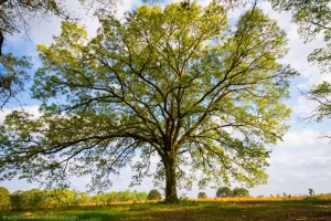 A southern oak tree lit up by a spring sunset in Louisiana.