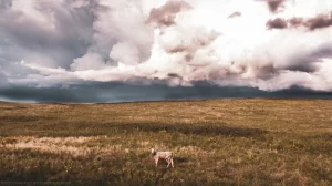 A thunderstorm approaches as a lone cow wanders from its herd on the plains of North Dakota.