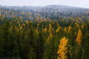 Larch turning in autumn. Yaak Valley, Kootenai National Forest.