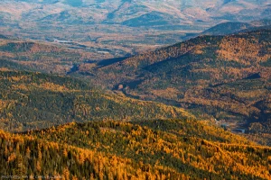 Larch trees during autumn in the Yaak Valley. Kootenai National Forest, Montana.